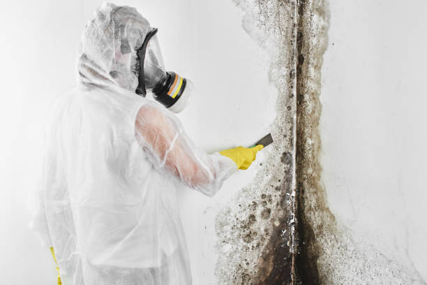 Best Mold Testing  in Garden City South, NY