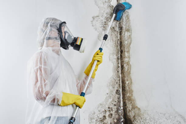 Best Affordable Mold Removal  in Garden City South, NY