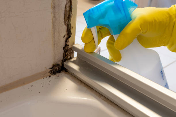 Professional Mold Removal in Garden City South, NY