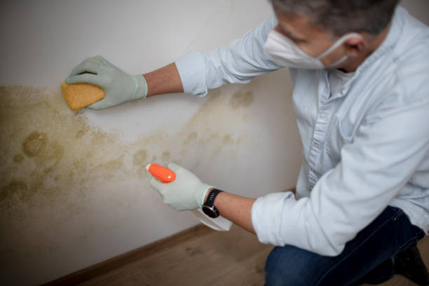 Best Mold Damage Repair  in Garden City South, NY