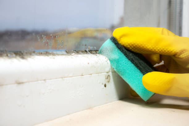 Best Mold Removal Company Near Me  in Garden City South, NY