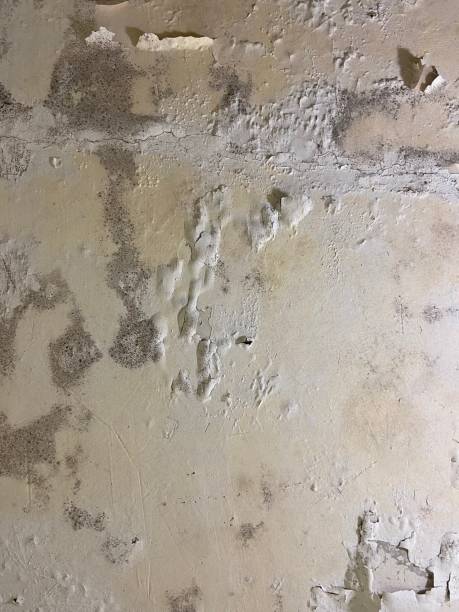 Best Black Mold Removal  in Garden City South, NY