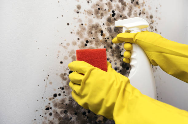 Best Local Mold Removal Service  in Garden City South, NY