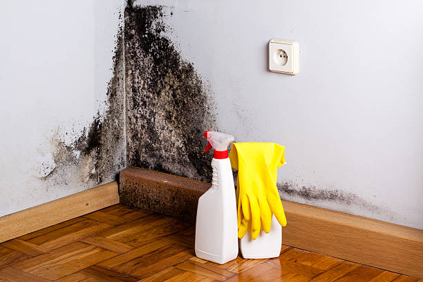 Best Best Mold Removal Companies  in Garden City South, NY