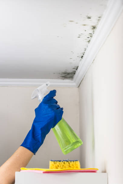 Best Professional Mold Removal  in Garden City South, NY