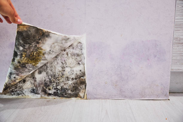 Best Mold Removal Near Me  in Garden City South, NY
